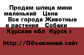 Продам шпица мини маленький › Цена ­ 15 000 - Все города Животные и растения » Собаки   . Курская обл.,Курск г.